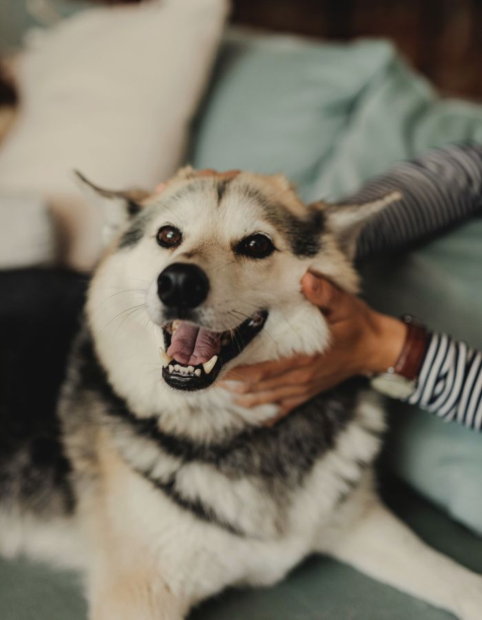 Dog being pet by its owner