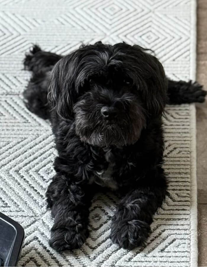 Black dog laying on a rug