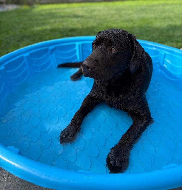 Black lab in a pool
