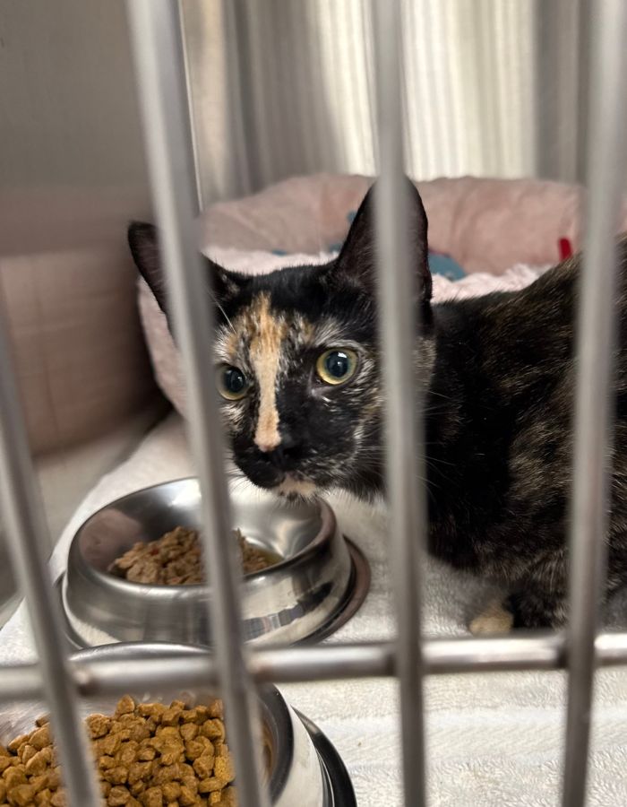 Cat eating in a kennel