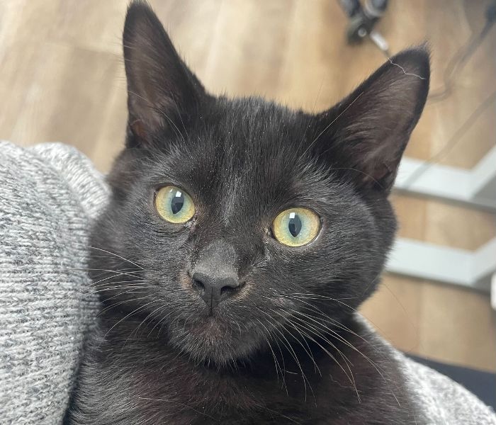 Cat laying in a persons's arms