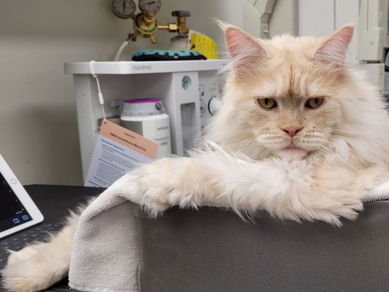 Cat sitting on in a vet office