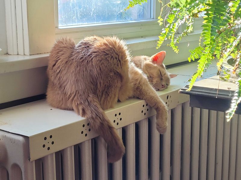 Cat sleeping in the sun