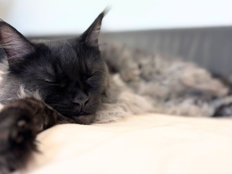 Cat sleeping soundly