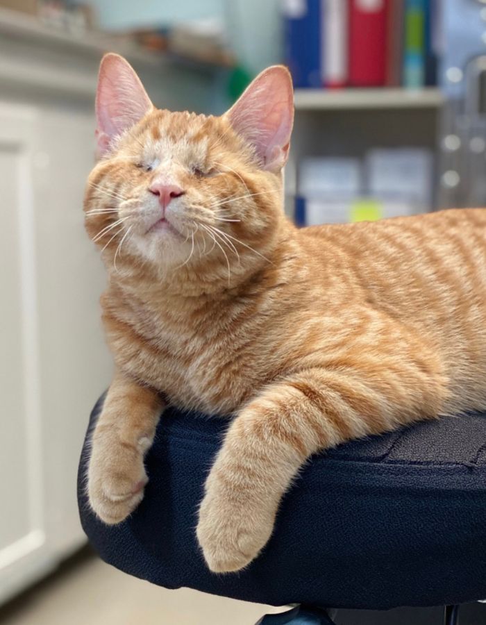 Cat without eyes sitting on an office chair
