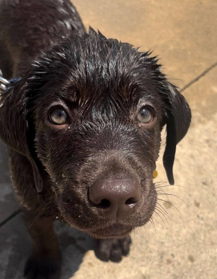 Cute wet puppy.jpg