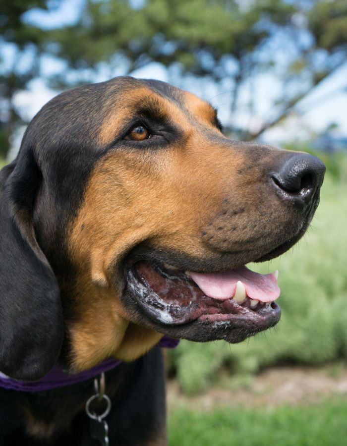 Dog happily sitting outside
