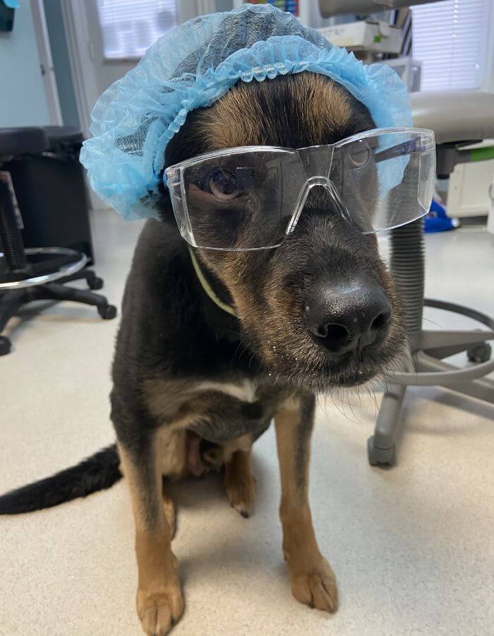 Dog in a hair net and goggles
