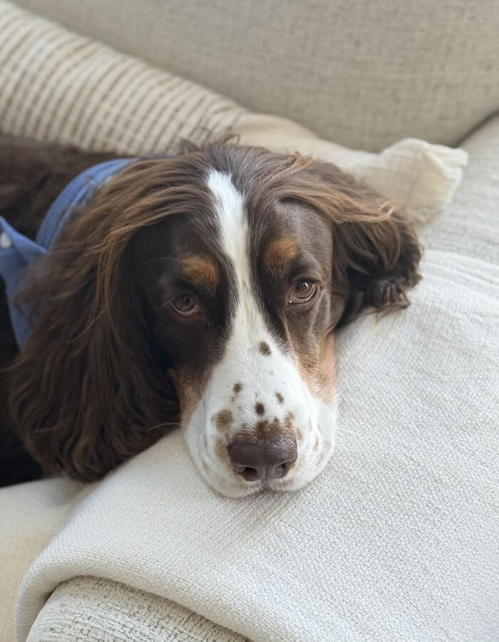 Dog laying on the couch