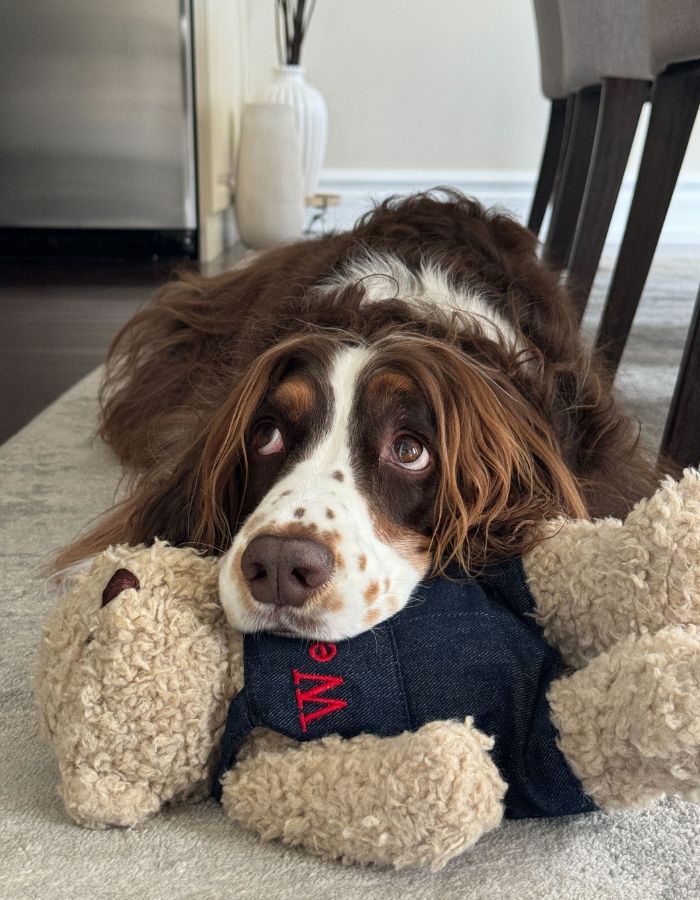 Dog laying with a stuffed toy
