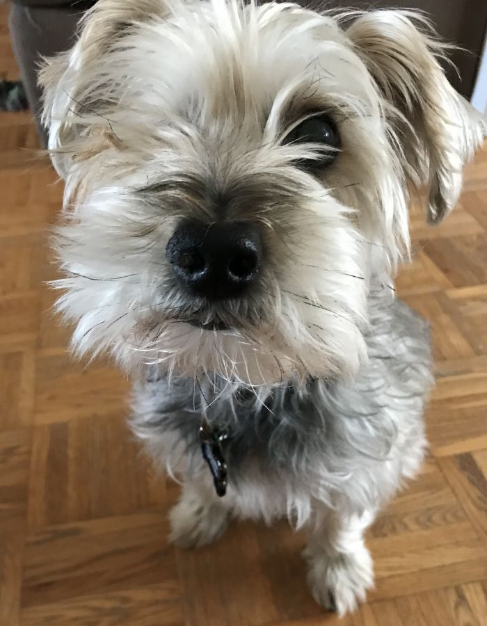 Fluffy white dog Fluffy white dog