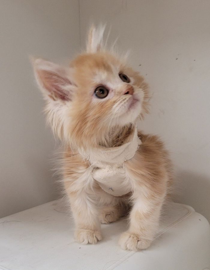 Fuzzy kitten with a bandage