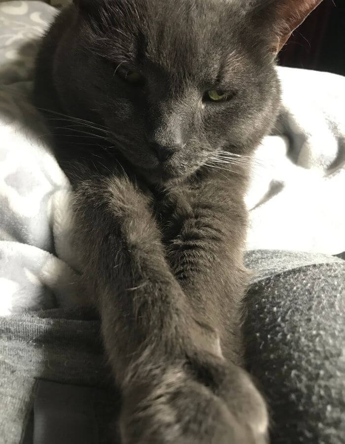 Grey cat reaching out while laying down