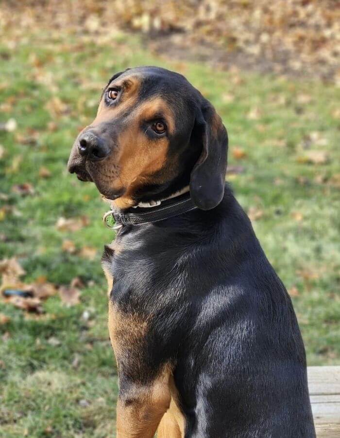 Koko sitting outside