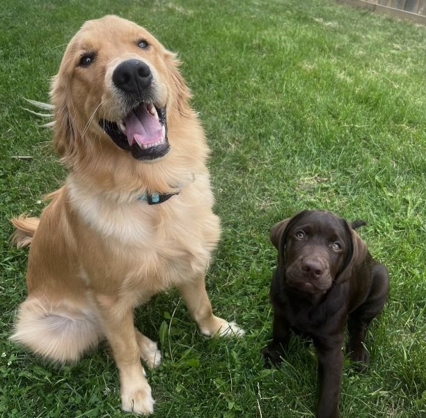 Older dog and puppy sitting in the grass
