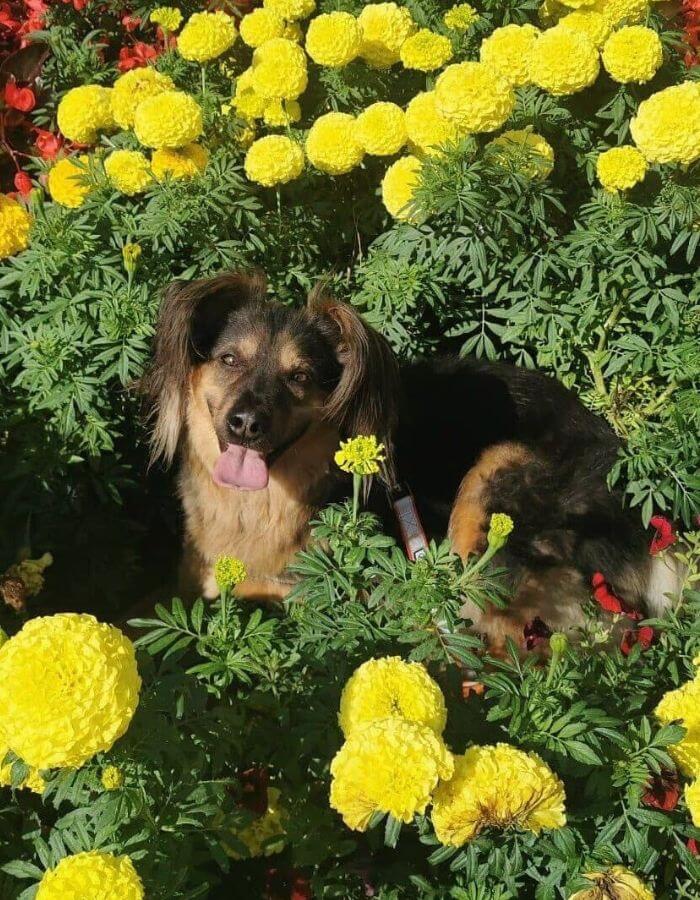 Small dog laying in flowers