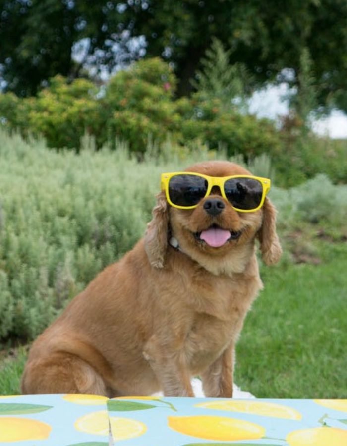 Small dog with sunglasses