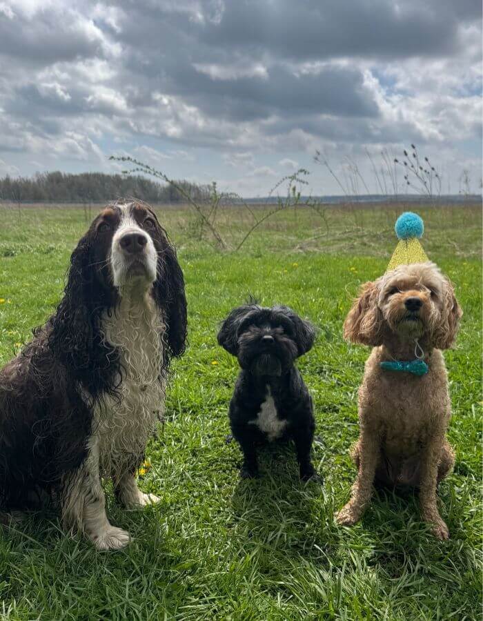 Three dogs sitting in long grass