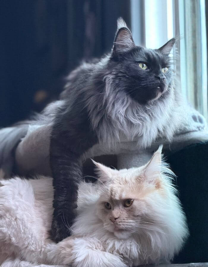 Two Cats laying on a couch