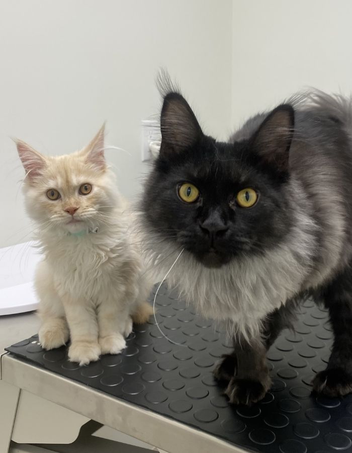 Two cats on an exam table