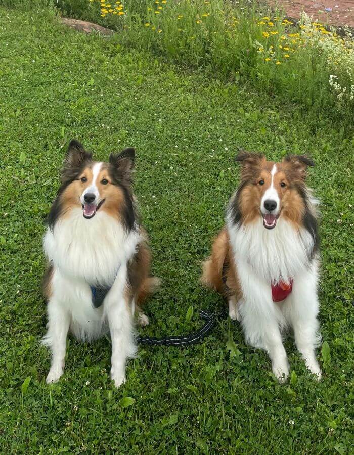 Two collies sitting in the grass
