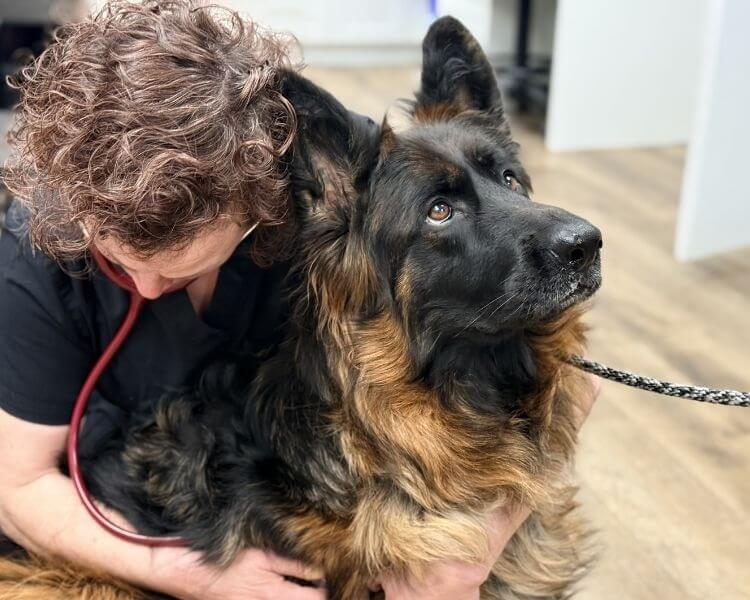 Vet checking a german shepherd's heartbeat