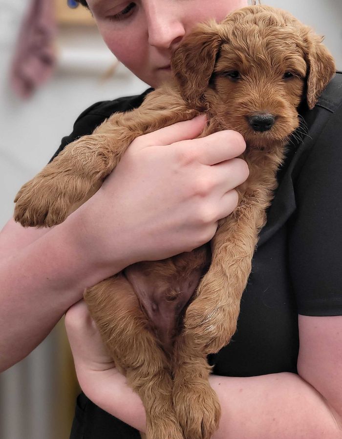 West Niagara Animal Hospital staff holding a puppy