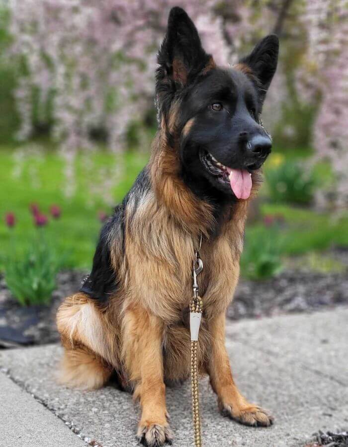 Young German Shepherd sitting on the sidewalk