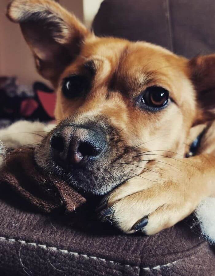 dog chewing on a stuffed animal
