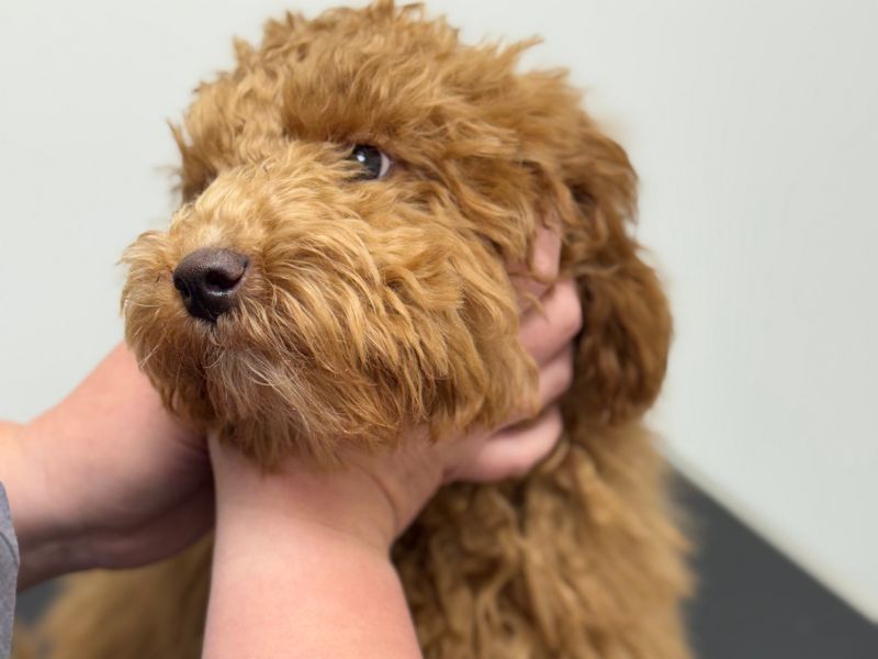 Puppy being handled at the vet