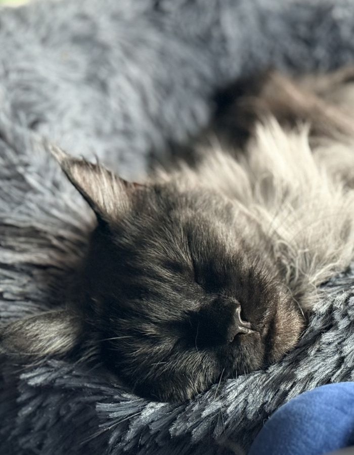 Older dog wearing a hawaiian hat