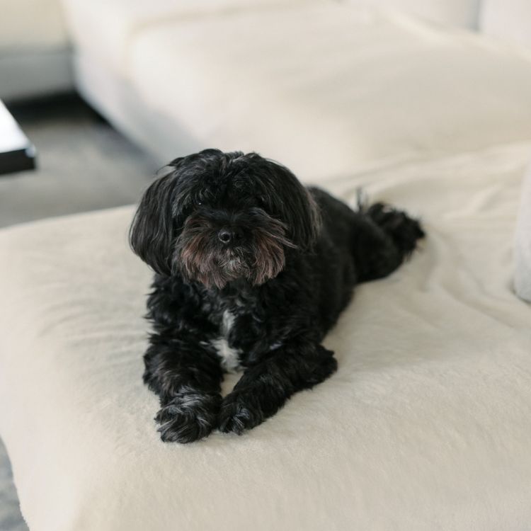 Small black dog on a couch