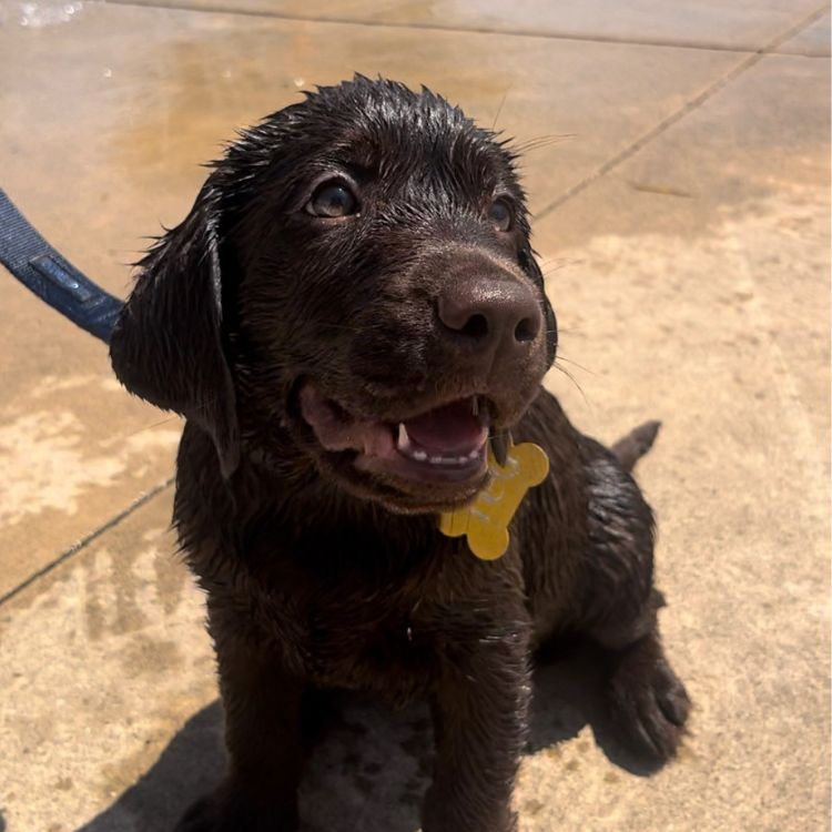 Wet puppy sitting on the sidewalk